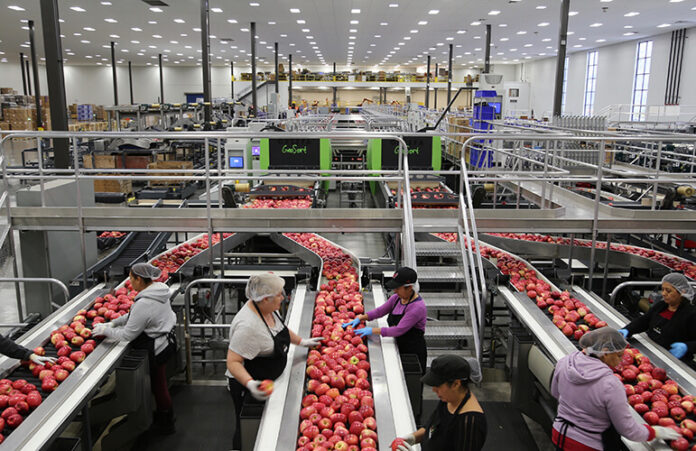 fruit_sorting