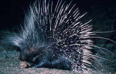 Porcupines damage orchards in Kashmir, farmers worried - Ziraat Times