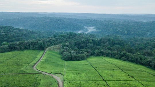 tea_estates_web