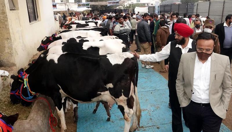 Livestock Trade Fair: Kathua emerges new destination for J&K's livestock  trade - Ziraat Times