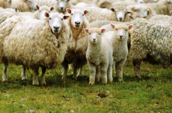 sheep-farming