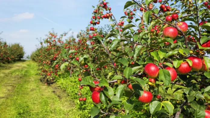 Apple-orchards-Horticulture
