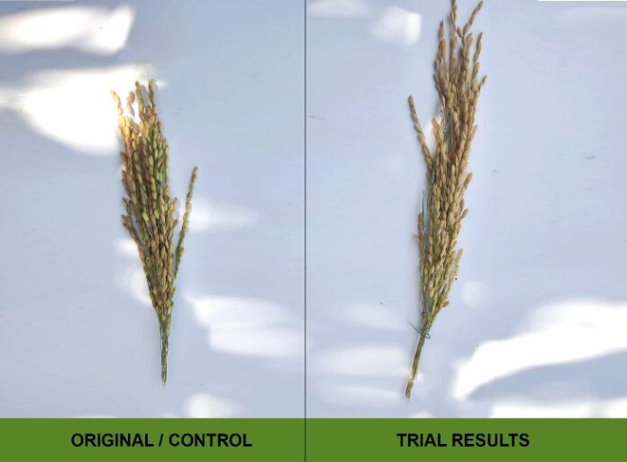 Rice Trials
