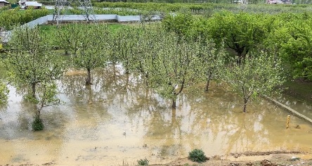 APPLE TREES IN WATER NHAI