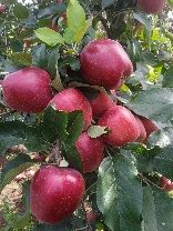 IMG-20240817-WA0020