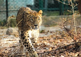 images (44)