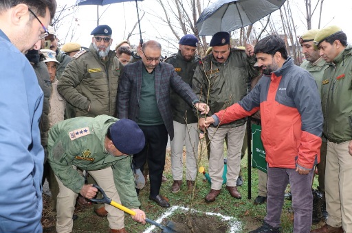 Chinar Day Photo