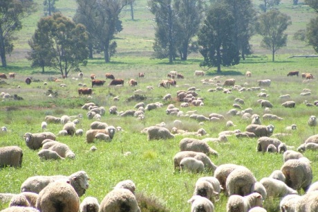 copy-of-sheep